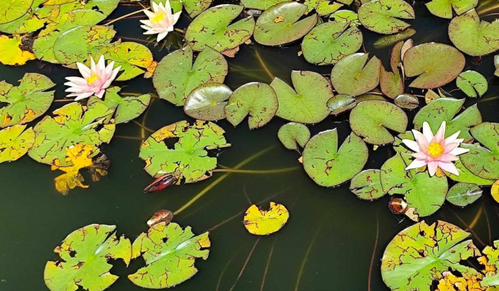 Zobraziť fotografiu