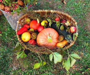 Výstavka jesenných plodov