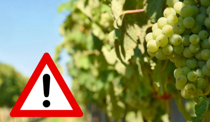 Fotka - Upozornenie – zlaté žltnutie viniča